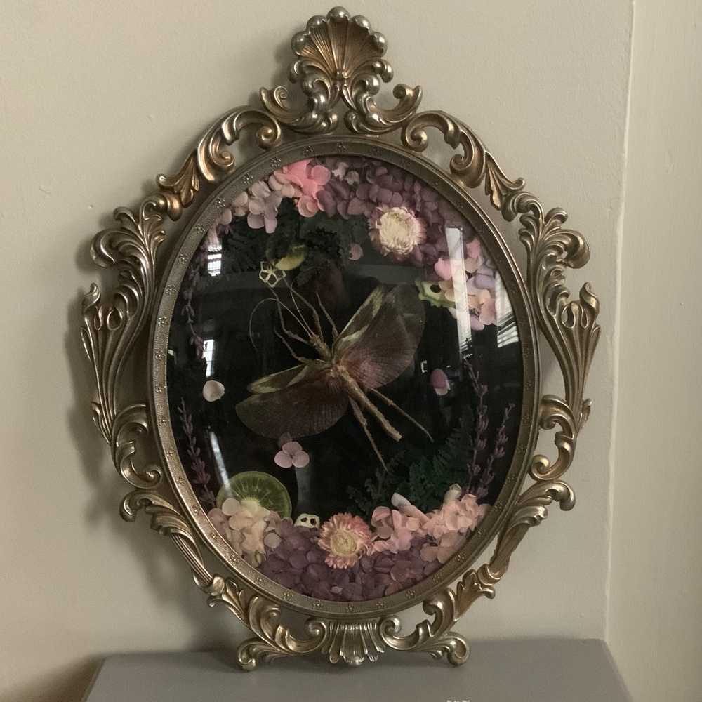 Large antique frame with real walking stick insect